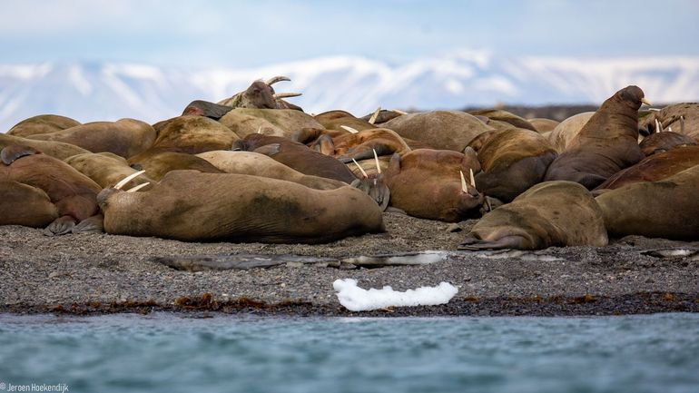 Walrussen in het Noordpoolgebied