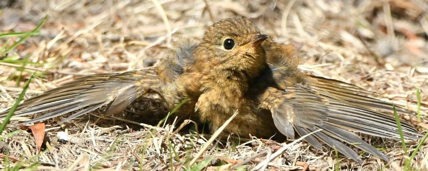 Roodborst jong