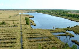 Gouwenaar Fochteloërveen
Foto: Gouwenaar, Wikipedia