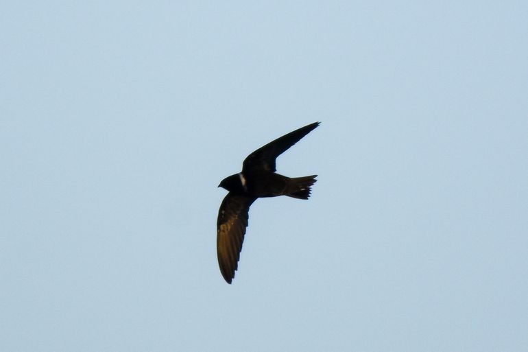 White-collared swift