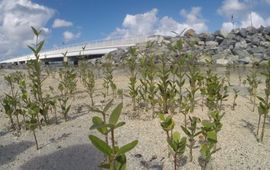 Mangrove reforestation project