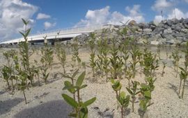 Mangrove reforestation project