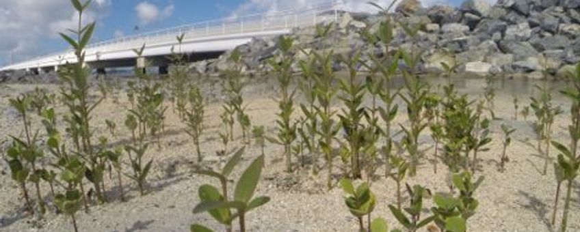 Mangrove reforestation project