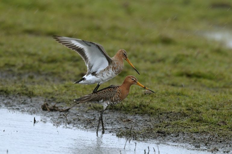 Wellicht zien we dit soort beelden dit jaar ook voor de camera bij Beleef de Lente