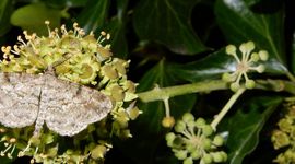 schaduwspikkelspanner - primair