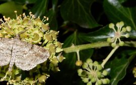 schaduwspikkelspanner - primair