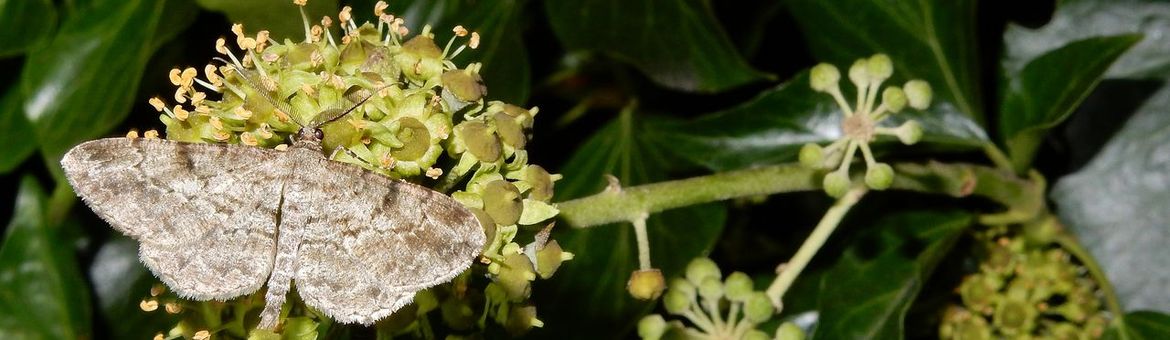 schaduwspikkelspanner - primair