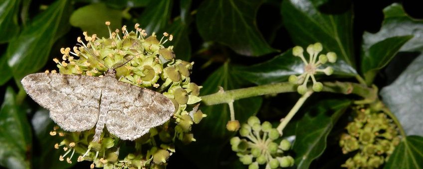 schaduwspikkelspanner - primair