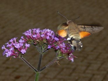 Als een kolibrie staat de kolibrievlinder heel kort voor een bloem en met de lange roltong drinkt hij de nectar