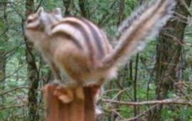 Syberische grondeekhoorn. Cameraval Zoogdiervereniging