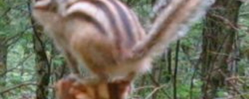 Syberische grondeekhoorn. Cameraval Zoogdiervereniging