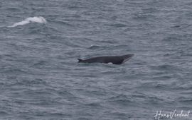 Minke Whale
