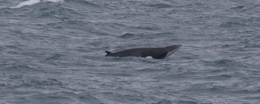 Minke Whale