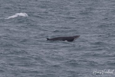 Minke whale