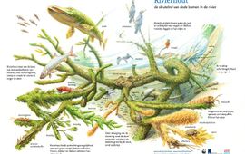 Jeroen Helmer/ARK Natuurontwikkeling VOOR EENMALIG GEBRUIK Sleutelrol van rivierhout in de natuur