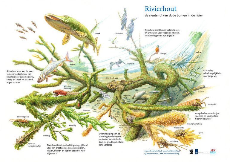 Sleutelrol van rivierhout in de natuur