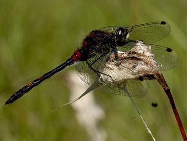 Sinds 1997 houdt De Vlinderstichting zich ook actief bezig met bescherming van libellen