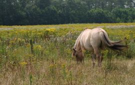 Paardenwei, waarin langdurig werd geobserveerd dat de paarden bijna alles ate, behalve Jakobskruiskruid