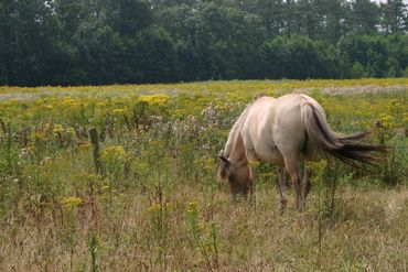 In verse vorm zullen paarden geen Jakobskruiskruid eten, maar gedroogd in hooi herkennen ze de plant niet als giftig en vies. Het hooi van dit grasland kan dus niet gebruikt worden als veevoer