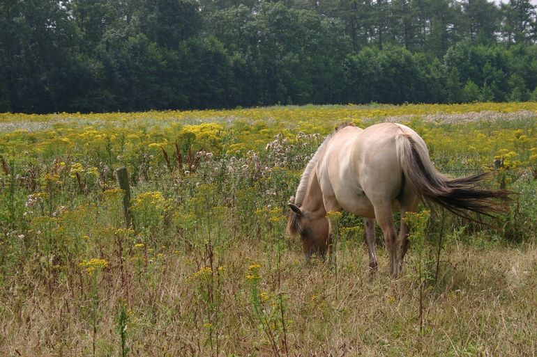 Paardenwei, waarin langdurig werd geobserveerd en werd geconstateerd dat de paarden bijna alles aten, behalve Jakobskruiskruid