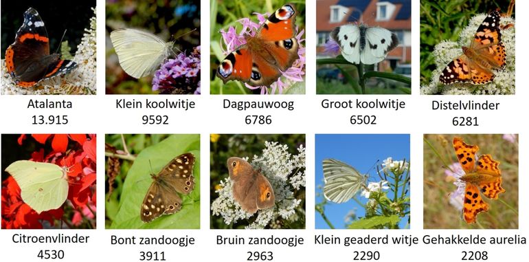 De tien meest getelde vlinders met het aantal (stand 29 juli 08.00 uur)