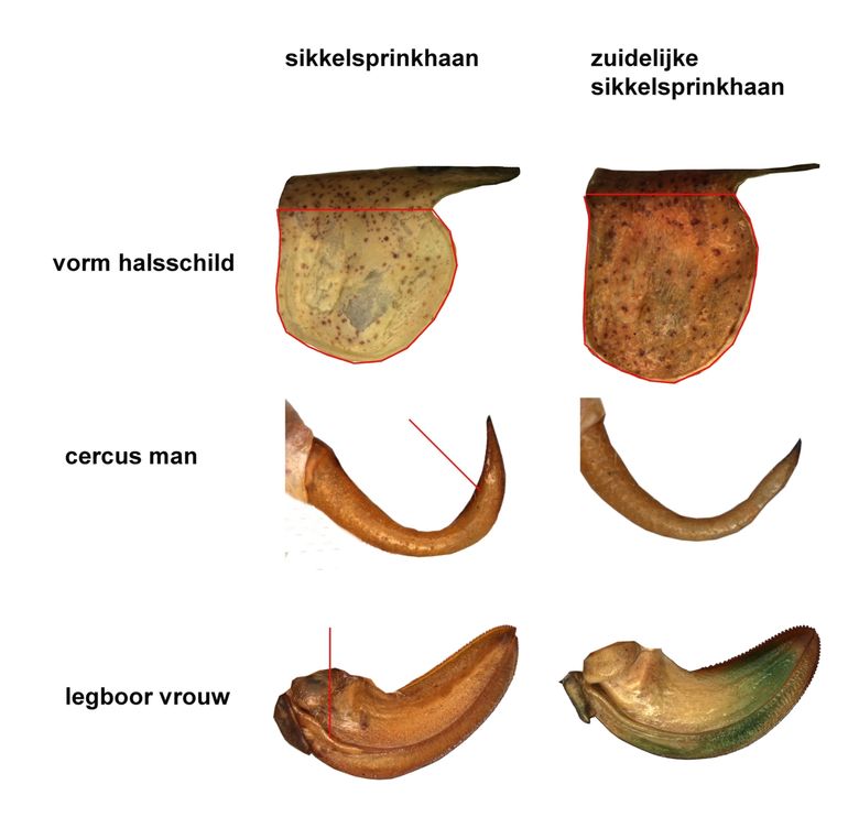 De belangrijkste onderscheidende kenmerken tussen de sikkelsprinkhaan en de zuidelijke sikkelsprinkhaan