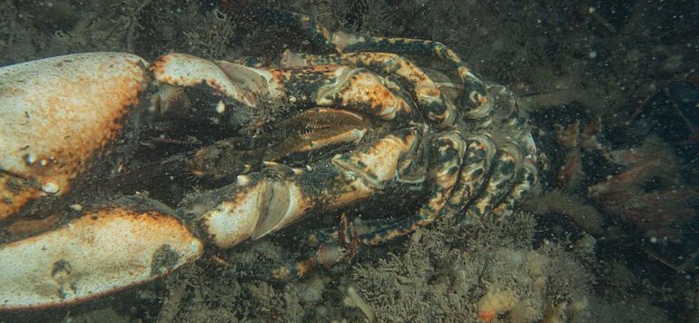 Dode Zeekreeft, een vrouwtje met eieren. Zeelandbrug, Zierikzee, Oosterschelde, 22 september 2023