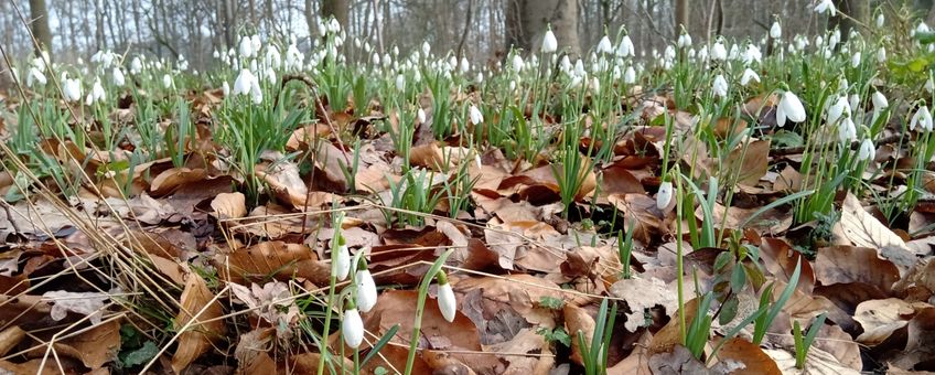 Gewoon sneeuwklokje