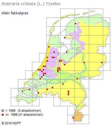 De verspreiding van Klein fakkelgras in Nederland.