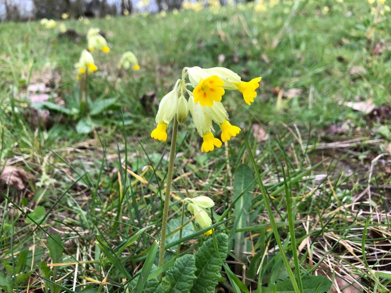 Sleutelbloem in de Lumentuin van Wageningen University op 18 maart