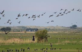 Opvliegende ganzen door een voorbijlopende hardloper op Ameland