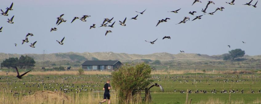 Opvliegende ganzen door een voorbijlopende hardloper op Ameland