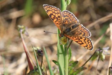 De veldparelmoervlinder is een zeldzame vlinder van bloemrijke graslanden