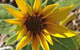 Ecomare Zonnebloem