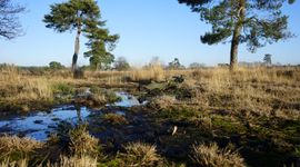 Leersumseveld 2019_1