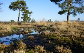 Leersumseveld 2019_1