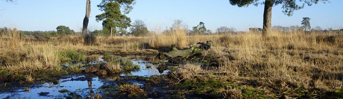 Leersumseveld 2019_1