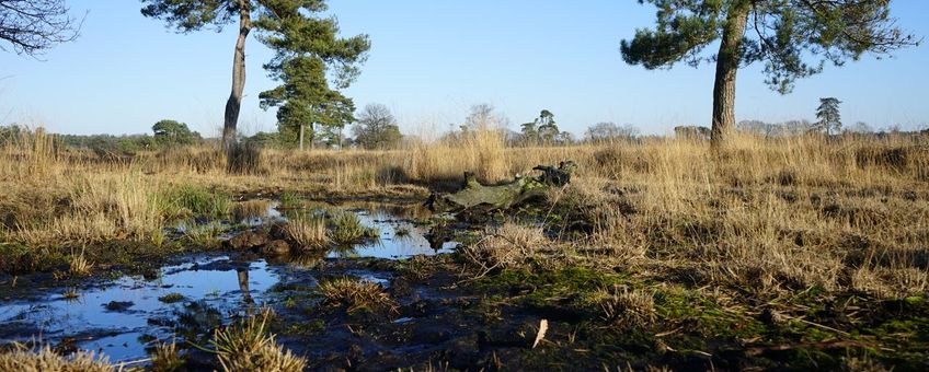 Leersumseveld 2019_1