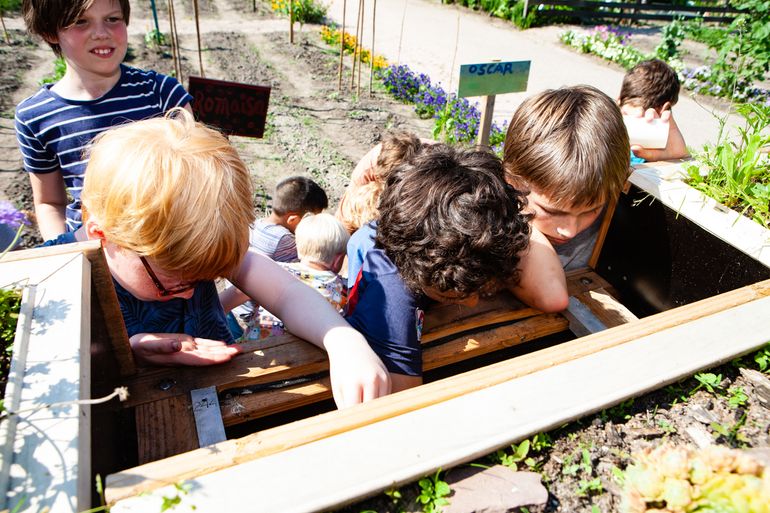 Kinderen ontdekken wormenbak in Schooltuin Vink
