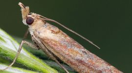 Ancylosis cinnamomella