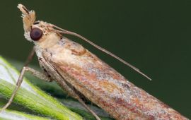 Ancylosis cinnamomella