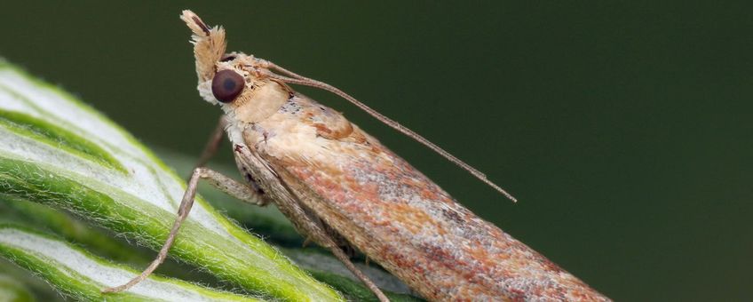 Ancylosis cinnamomella