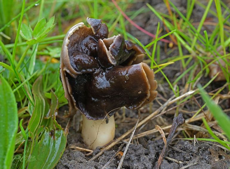 Nonnenkapkluifzwam--Helvella spadicea