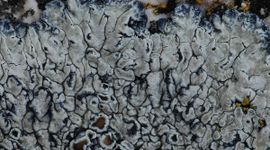 Lecanora muralis
