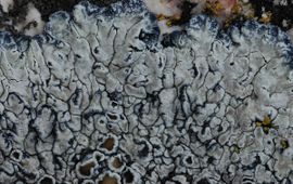 Lecanora muralis