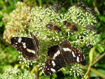 Landkaartjes delen de berenklauw met zweefvliegen