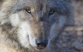 Mark Zekhuis, Saxifraga Canis lupus. Wolf