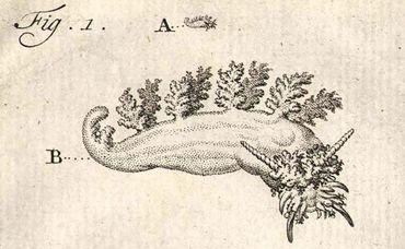 De eerste afbeelding, met beschrijving, van een Nederlandse boompjesslak zoals die door Bomme in 1775 is gepubliceerd. Mogelijk is dit een grote boompjesslak geweest
