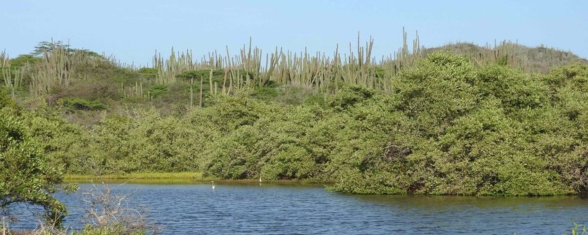 Mangroves in Spaans Lagoen (Aruba). Beeld in overleg te gebruiken, contact communicatie.esg@wur.nl