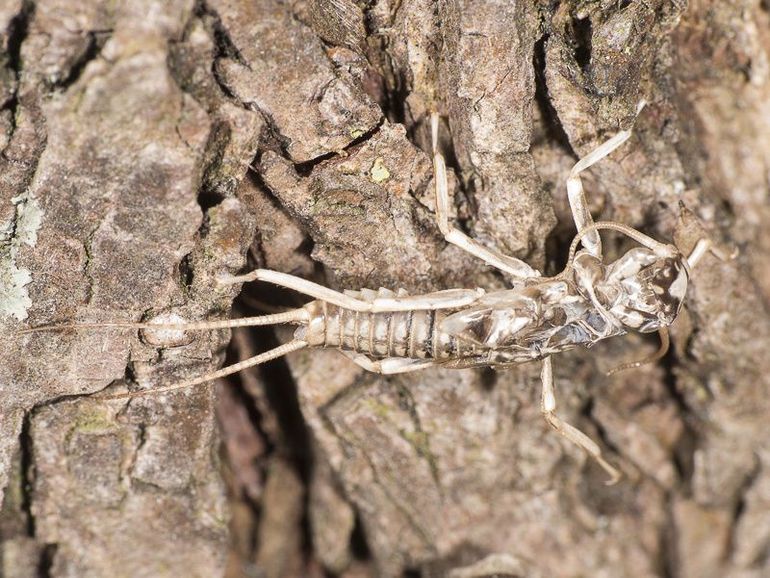 De vervellingshuidjes van de grote bonte steenvlieg blijven lang hangen en vallen goed op onder bruggen. Zo kan deze zeldzame soort het makkelijkst ge&iuml;nventariseerd worden